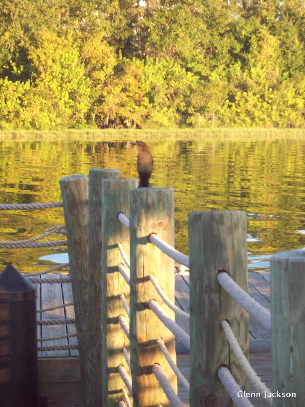 Boat Dock